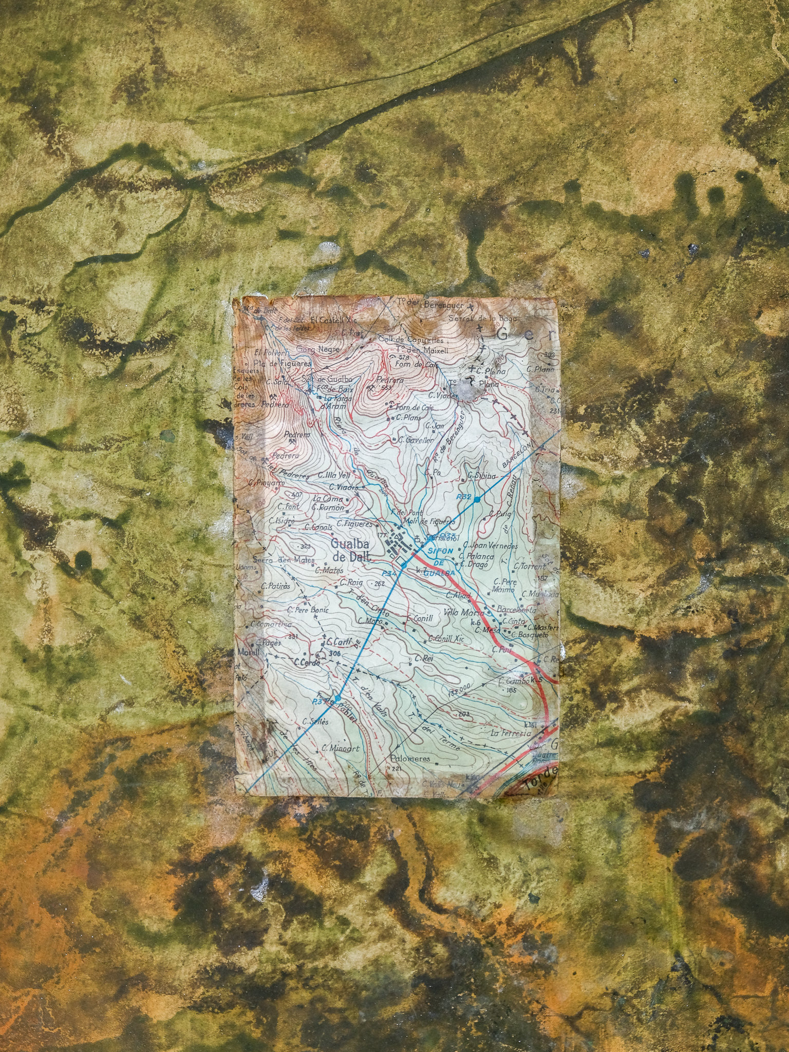 Montseny, Catalunya. 2025 (detalle)